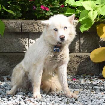 Perry -  Husky Dog for Adoption in Wake Forest, North Carolina - Perry | PetCurious