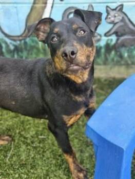 Mixed Breed Dogs Available for Adoption in Savannah, Georgia - Clifford | PetCurious