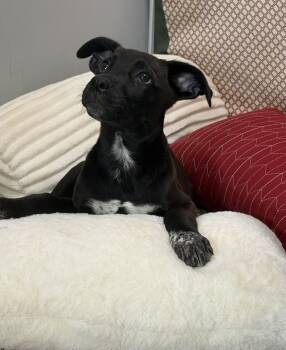 Liv -  Labrador Retriever and Australian Shepherd Dog for Adoption in Watertown, Connecticut - Liv | PetCurious