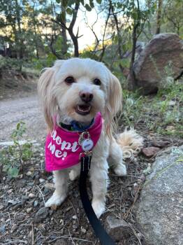 Juniper -  Lhasa Apso Dog for Adoption in Phoenix, Arizona - Juniper | PetCurious