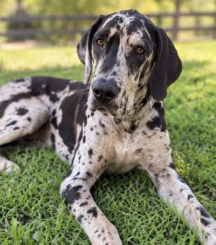 Pebbles -  Great Dane Dog for Adoption in Richmond, Texas - Pebbles | PetCurious