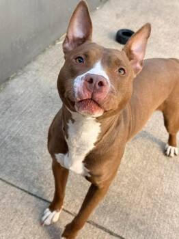 Pit Bull Terrier Dogs Available for Adoption in Chicago, Illinois - Sahara | PetCurious