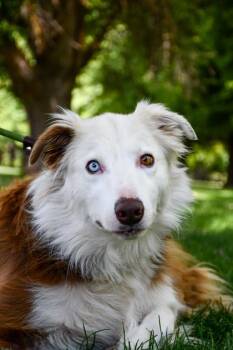 Lux -  Border Collie and Mixed Breed Dog for Adoption in Yakima, Washington - Lux | PetCurious