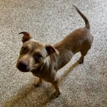 Shelly -  Terrier and Mixed Breed Dog for Adoption in Brownsboro, Alabama - Shelly | PetCurious
