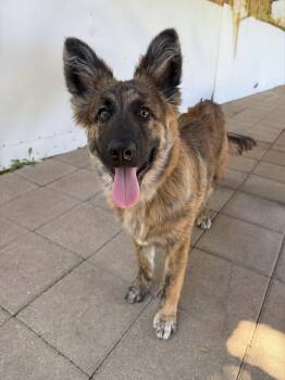 Dutch Shepherd Dogs Available for Adoption - Feather | PetCurious