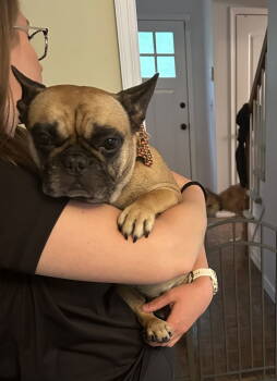 Rescue French Bulldog Dogs for Adoption in Rockaway, New Jersey - Camila NJ | PetCurious