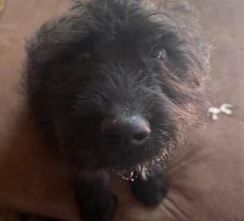 Black Labrador Retriever and Poodle Dogs Available for Adoption - Marlin  | PetCurious