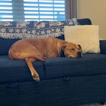 Scooby Doo -  Mixed Breed Dog for Adoption in Lynchburg, Virginia - Scooby Doo | PetCurious