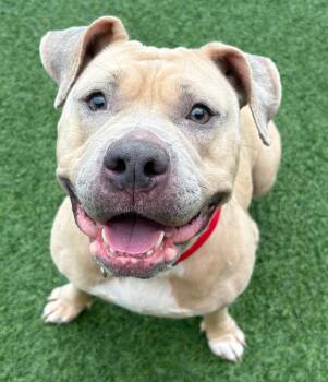 Roxy -  Pit Bull Terrier Dog for Adoption in Norwalk, Connecticut - Roxy | PetCurious