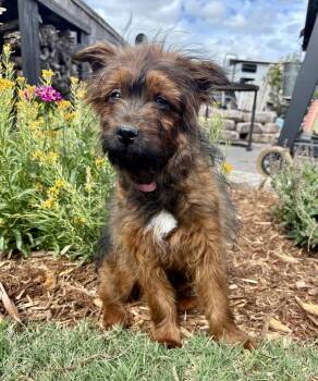 Terrier Dogs Available for Adoption in Shawnee, Oklahoma - Scoutie | PetCurious