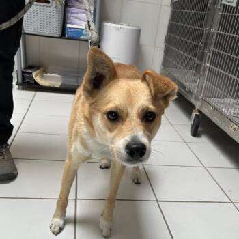Max -  Shiba Inu Dog for Adoption in Ojai, California - Max | PetCurious