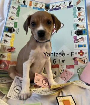Yahtze -  Terrier Dog for Adoption in Hillside, Illinois - Yahtze | PetCurious