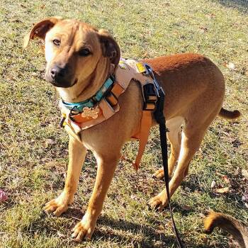 Rescue Rhodesian Ridgeback Dogs for Adoption in Albany, New York - Billy | PetCurious