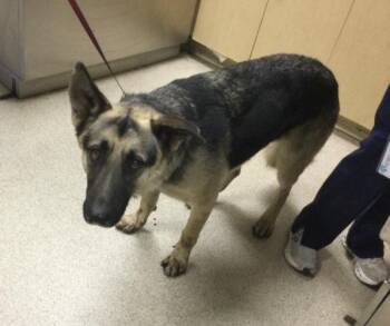 MAKO -  German Shepherd Dog Dog for Adoption in Riverside, California - MAKO | PetCurious