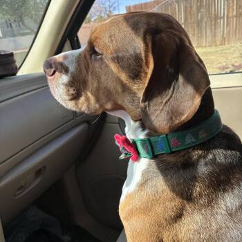 Milo -  Beagle Dog for Adoption in El Mirage, Arizona - Milo | PetCurious