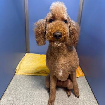 Thor -  Standard Poodle Dog for Adoption in Englewood, Florida - Thor | PetCurious