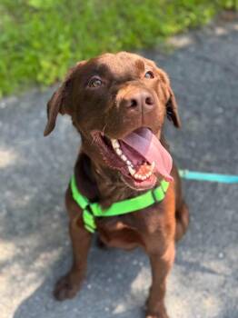 Patriot -  Chocolate Labrador Retriever Dog for Adoption in Albany, New York - Patriot | PetCurious