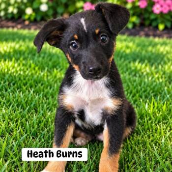 Heath Burns -  Mixed Breed Dog for Adoption in Brewton, Alabama - Heath Burns | PetCurious
