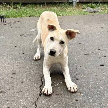 Edy -  Mixed Breed Dog for Adoption in Glenfield, New York - Edy | PetCurious