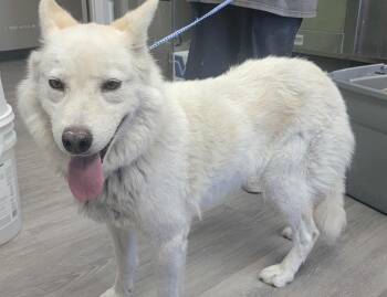 Rescue Husky Dogs for Adoption in Othello, Washington - Neoma | PetCurious