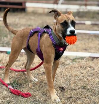 Rescue Boxer Dogs for Adoption in Manhattan, Kansas - Sweetie | PetCurious