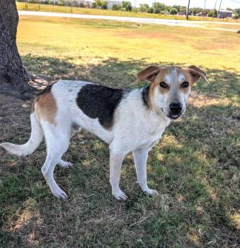 Brooks -  Treeing Walker Coonhound Dog for Adoption in Cleburne, Texas - Brooks | PetCurious
