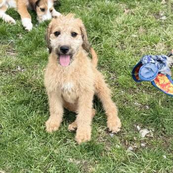 Terrier and Mixed Breed Dogs Available for Adoption in Rock Falls, Illinois - Dolley | PetCurious