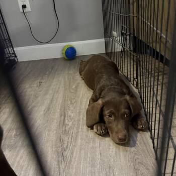 Dove FKA Snickers -  Dachshund and Chocolate Labrador Retriever Dog for Adoption in Vassalboro, Maine - Dove FKA Snickers | PetCurious