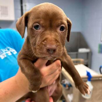 Champagne Toast -  Pit Bull Terrier and Mixed Breed Dog for Adoption in Martinsville, Virginia - Champagne Toast | PetCurious
