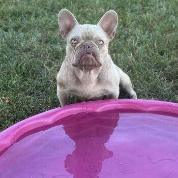 Franklin -  French Bulldog Dog for Adoption in Sonoma, California - Franklin | PetCurious
