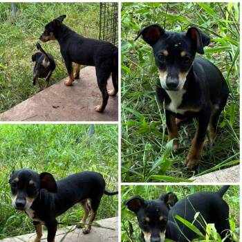 Royce -  Chihuahua Dog for Adoption in Austin, Texas - Royce | PetCurious