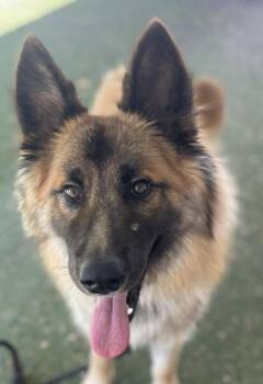 *EMERALD -  German Shepherd Dog Dog for Adoption in Woodland, California - *EMERALD | PetCurious