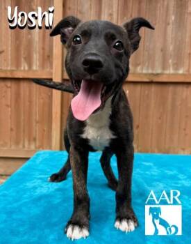 Yoshi -  Plott Hound and Mixed Breed Dog for Adoption in Magnolia, Texas - Yoshi | PetCurious