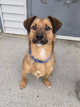 Rusty -  Cattle Dog and Beagle Dog for Adoption in East Brookfield, Massachusetts - Rusty | PetCurious
