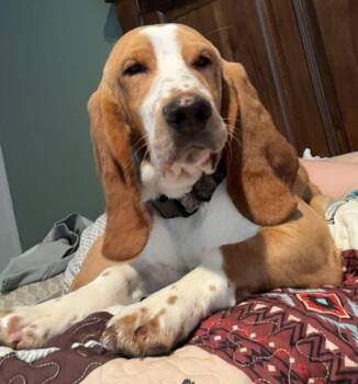 Rowdy -  Basset Hound Dog for Adoption in Martinsburg, West Virginia - Rowdy | PetCurious