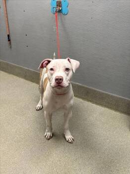 Rescue Pit Bull Terrier Dogs for Adoption in Las Vegas, Nevada - MALIA | PetCurious