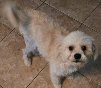 Rescue Terrier and Schnauzer Dogs for Adoption in San Antonio, Texas - Bobo | PetCurious