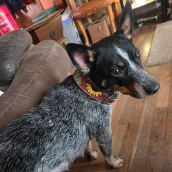 Australian Cattle Dog Blue Heeler and Mixed Breed Dogs Available for Adoption - Molly | PetCurious