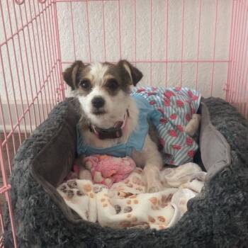 Jack Russell Terrier Dogs Available for Adoption in Orlando, Florida - Nova | PetCurious