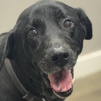 Black Labrador Retriever Dogs Available for Adoption in Midland, Texas - Max | PetCurious