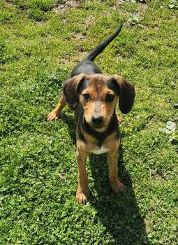 Labrador Retriever and Hound Dogs Available for Adoption in Liberty Center, Ohio - Turkey | PetCurious