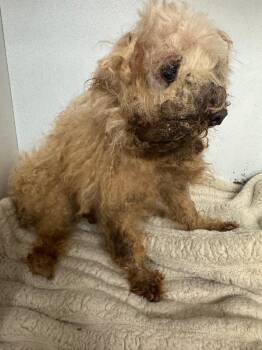 Poodle Dogs Available for Adoption in Sorrento, Louisiana - Fancy | PetCurious