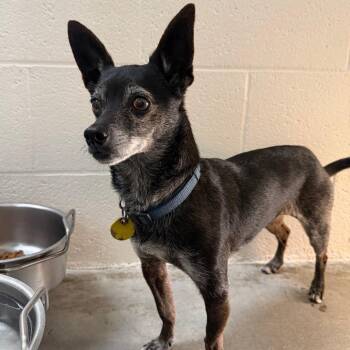 Toast -  Terrier and Chihuahua Dog for Adoption in Buellton, California - Toast | PetCurious