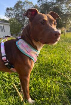 Rescue Jack Russell Terrier and Pit Bull Terrier Dogs for Adoption in Saluda, Virginia - Louise | PetCurious