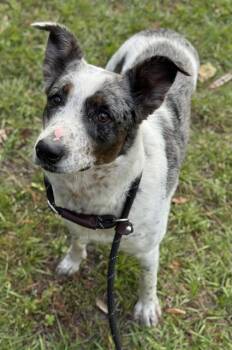 Australian Cattle Dog Blue Heeler and Mixed Breed Dogs Available for Adoption - PATCHES | PetCurious