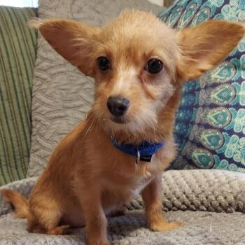 Chorkie Dogs Available for Adoption - Big Boy  | PetCurious