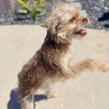Yorkshire Terrier and Mixed Breed Dogs Available for Adoption in Tyrone, Georgia - Kitty 04-1512 | PetCurious