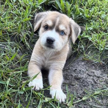 Post-It -  Anatolian Shepherd Dog for Adoption in The Woodlands, Texas - Post-It | PetCurious