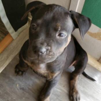 Pit Bull Terrier Dogs Available for Adoption - 234 (2026) Leia | PetCurious