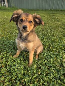Sophie -  Yorkshire Terrier and Spaniel Dog for Adoption in Spooner, Wisconsin - Sophie | PetCurious